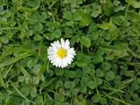 Bhringraj